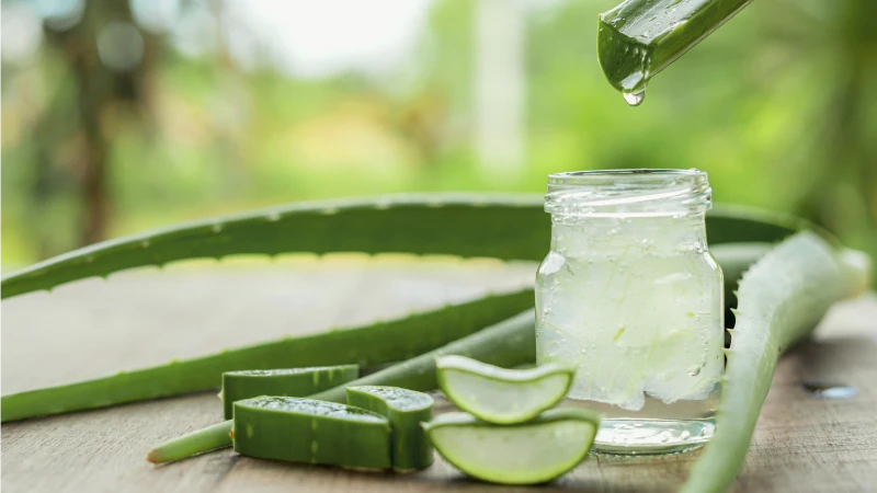 Lidah Buaya Andalan untuk Skincare Alami: Rahasia Kulit Sehat dari Alam